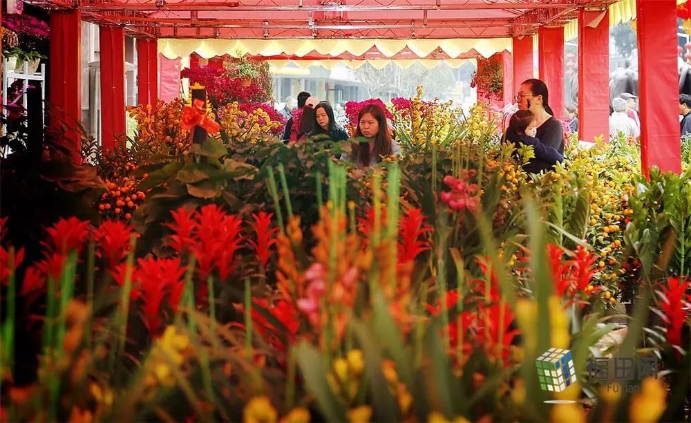 定了2019年深圳迎春花市下月重启主会场就设在这里