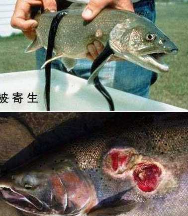 七鳃鳗图片吃人 血湖图片