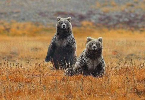喜马拉雅山上有一种红色的小棕熊数量比大熊猫还少极其珍贵