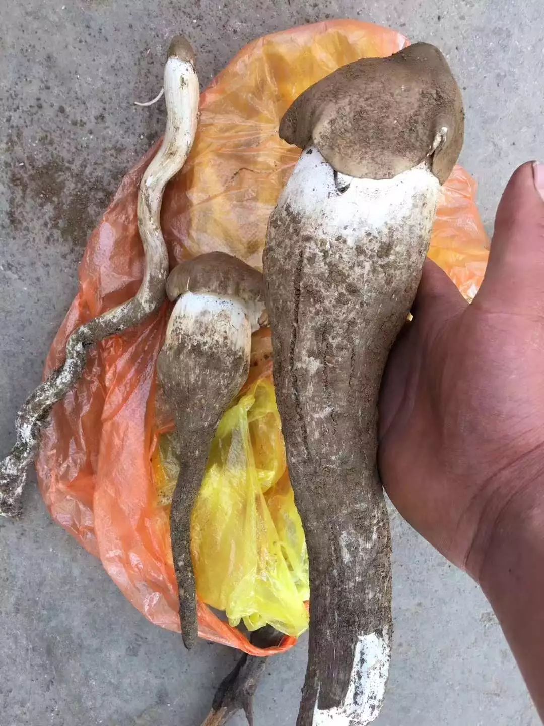 昆明头水菌上市量少价高还买不着鸡枞预计1500元公斤