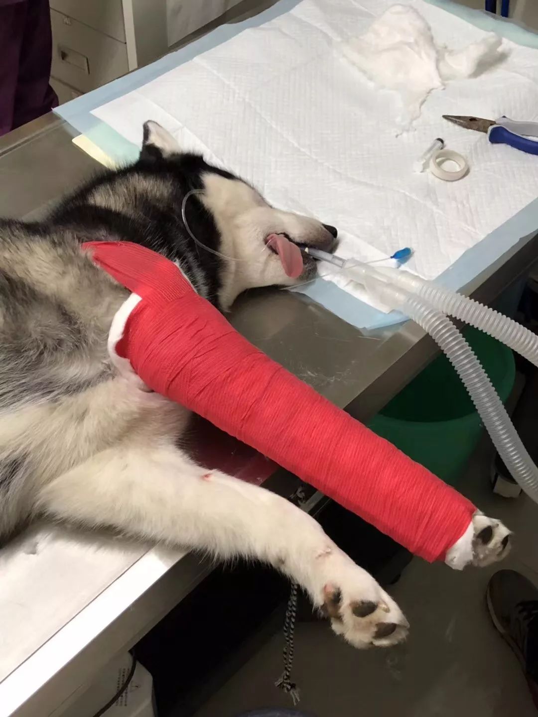 可是你以为它摔断了腿就会乖吗?你恐怕想多了!二哈的这根大红腿!