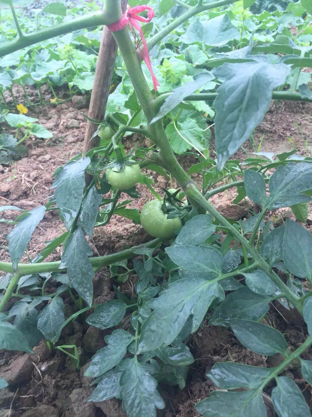 番茄生菜空心菜茄子