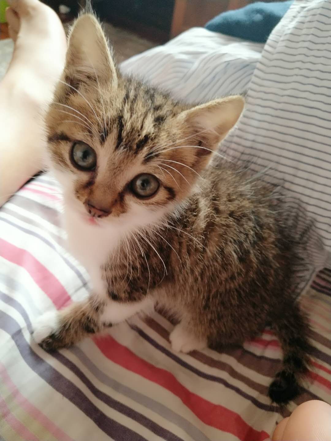 济南领养|3个月的小狸花猫,喜欢就收了吧