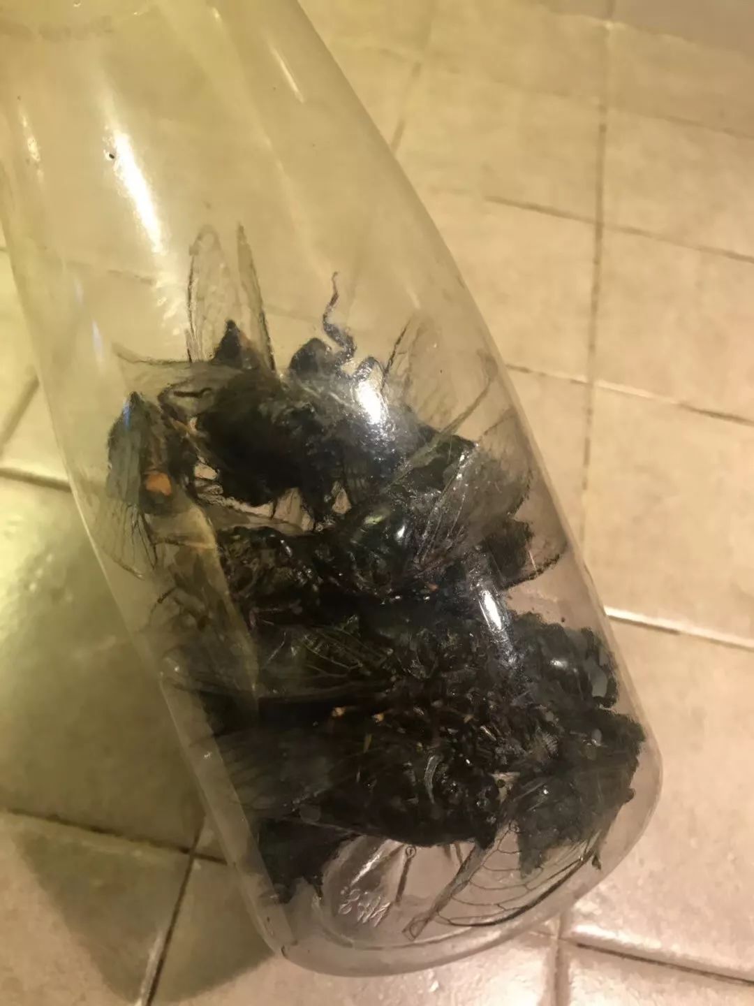 求吃实在太多了杭州都要成灾了杭州绿化办发出求助