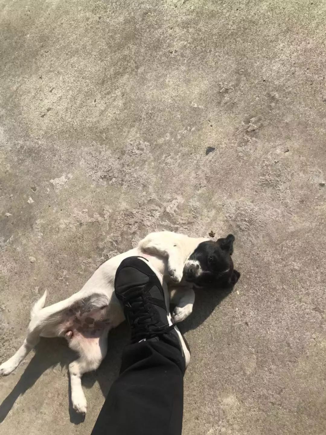 你搞这些不三不四的玩意,靠造谣就想把狗主踩死,你也应该掂量着你的