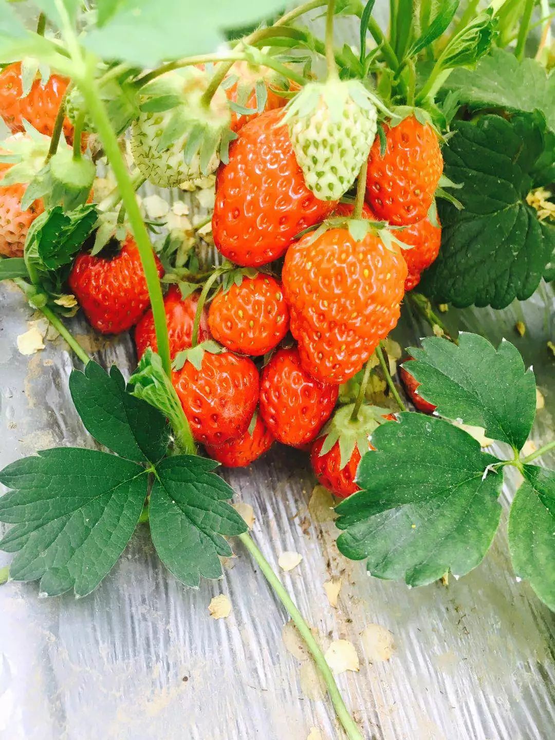 5月吃草莓请注意，这3种要少吃，农残高，激素多，健康问题别忽视 - 知乎