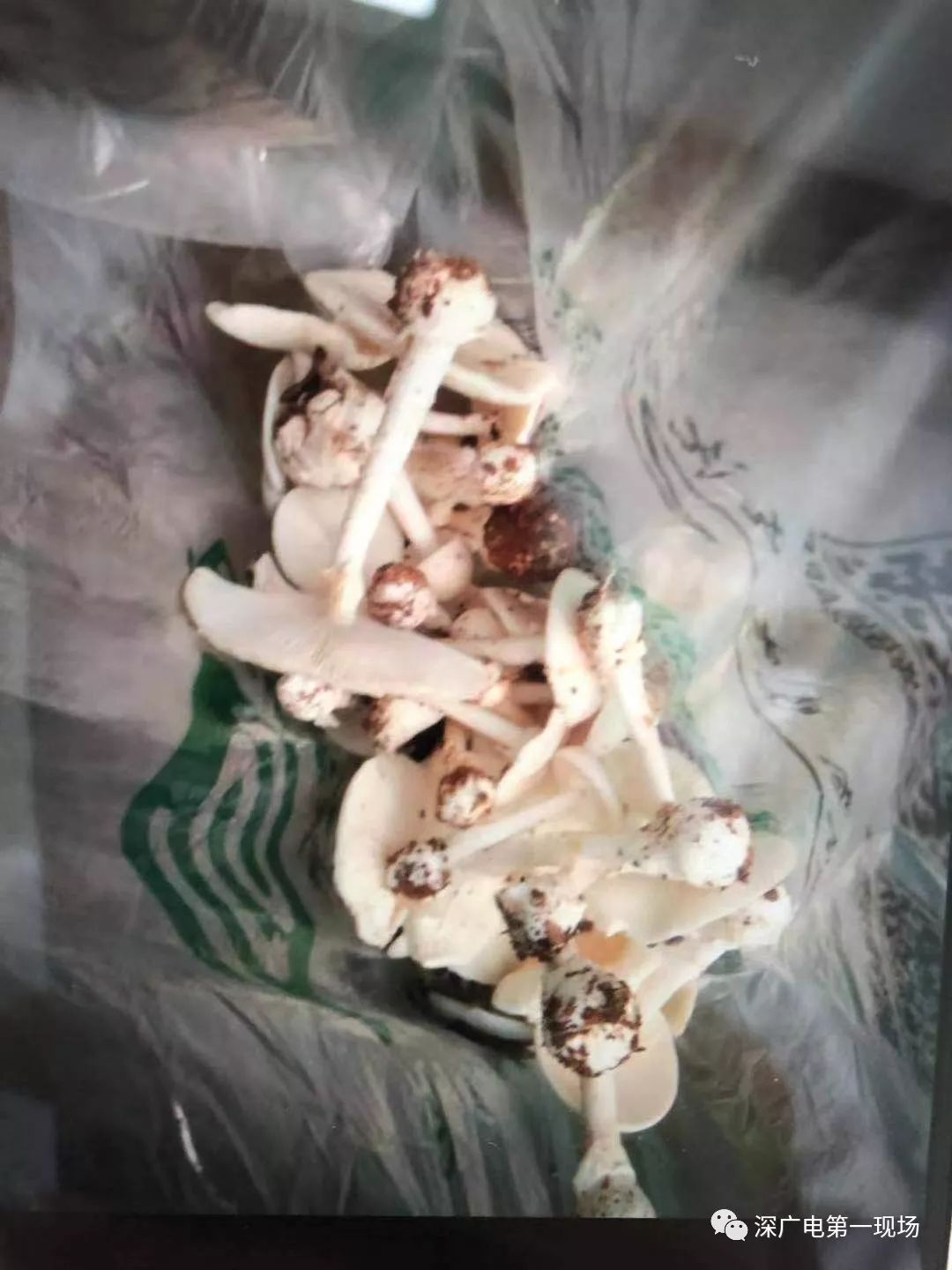 30朵毒蘑菇放倒两男子深圳一周内发生两起误食中毒事件