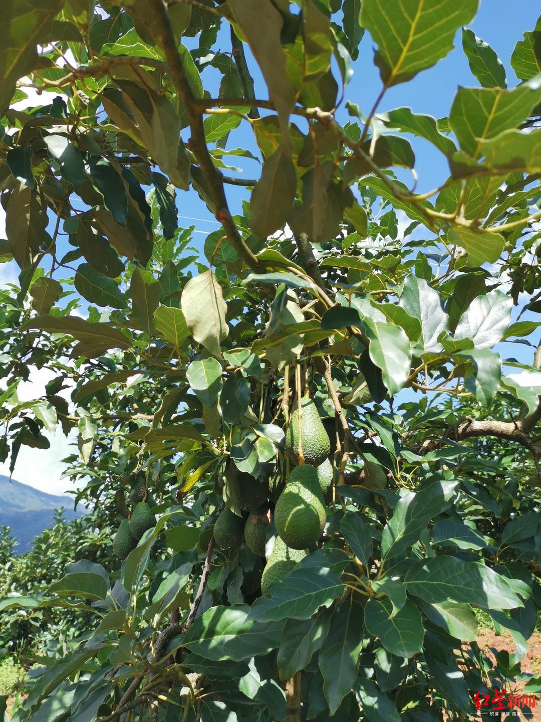 中国牛油果在这里悄然生长