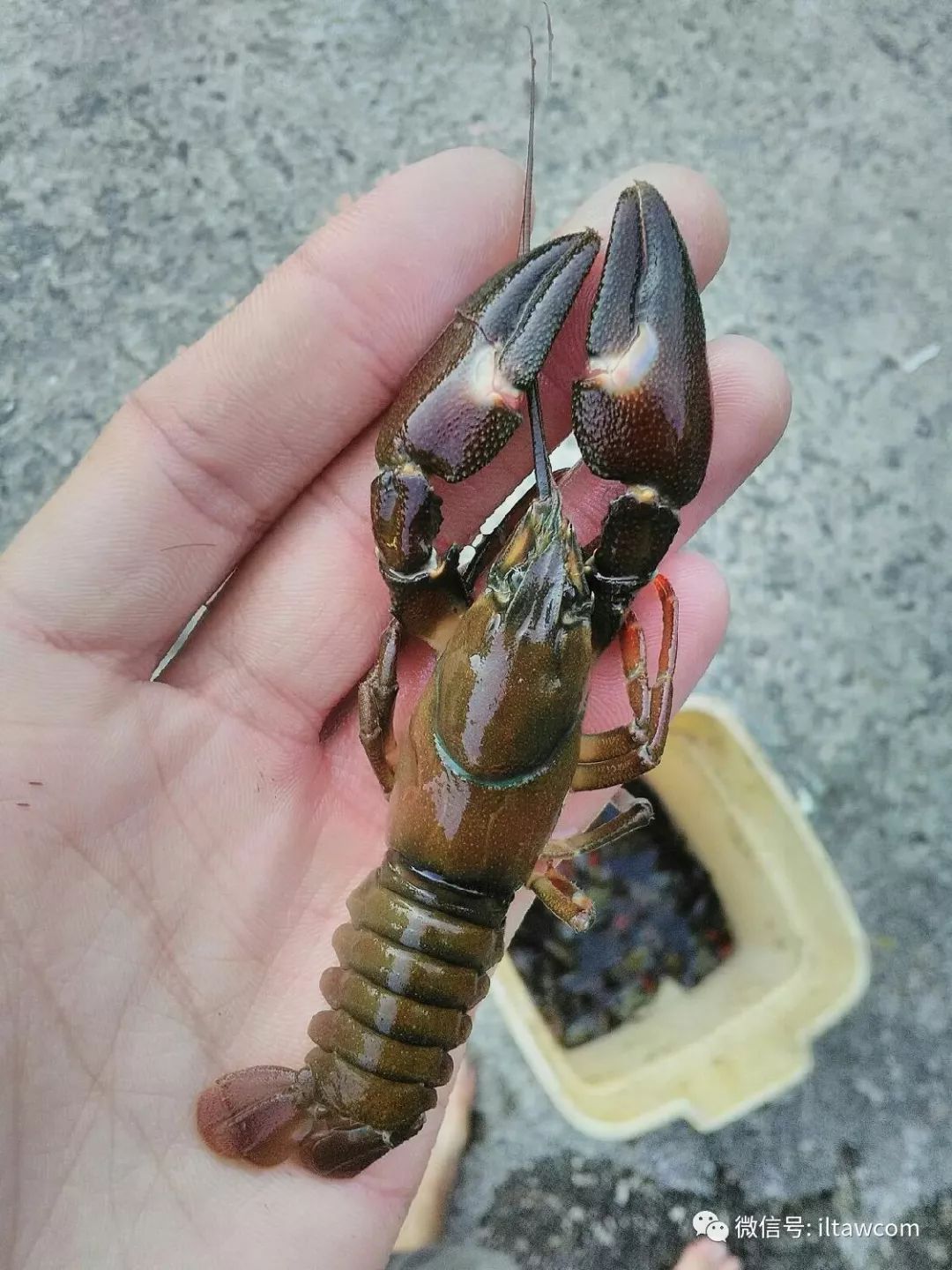 物种图册-通讯螯虾