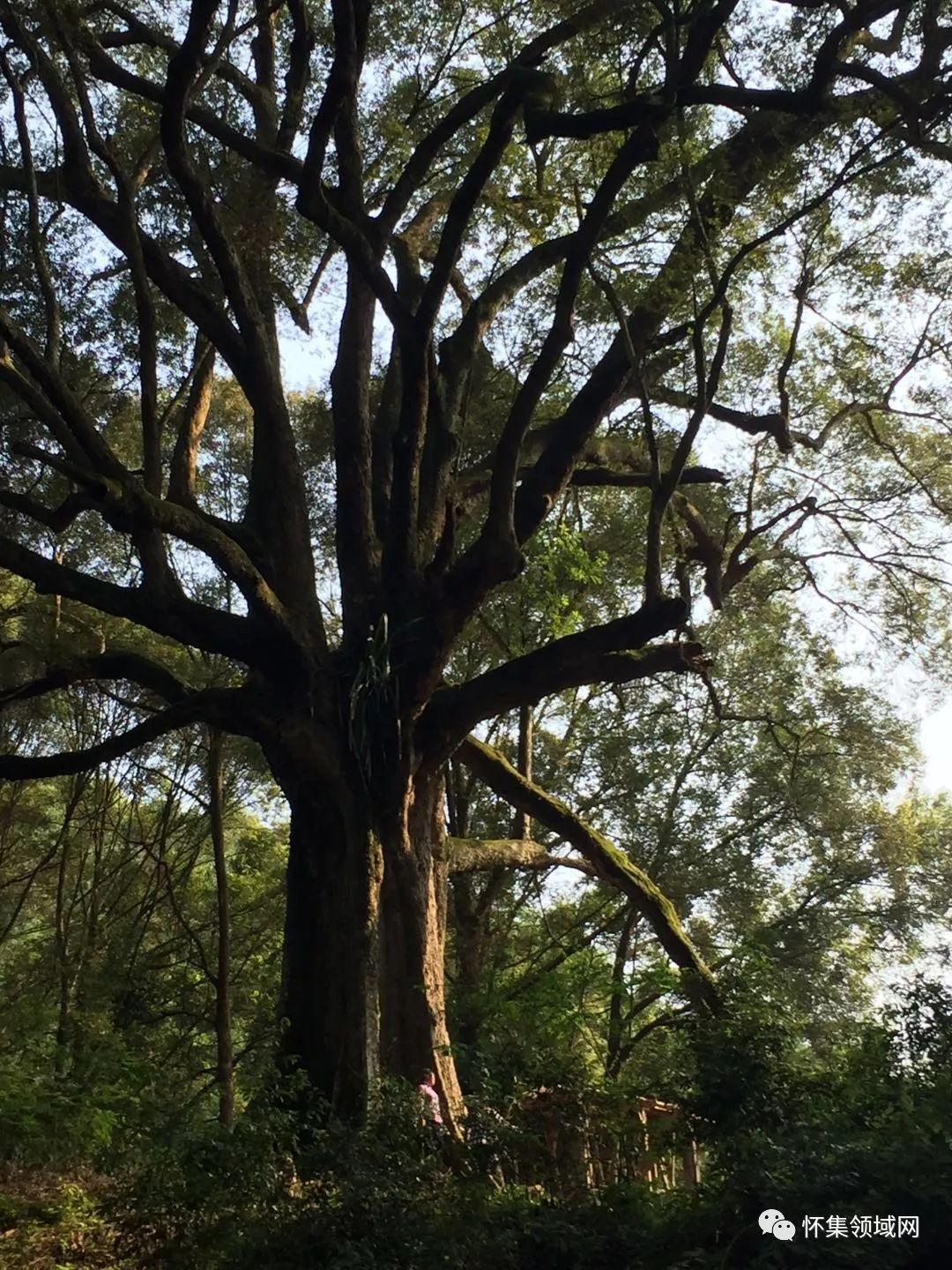 "广东十大最美古树"肇庆占了俩!这些宝贝也许就在你家乡