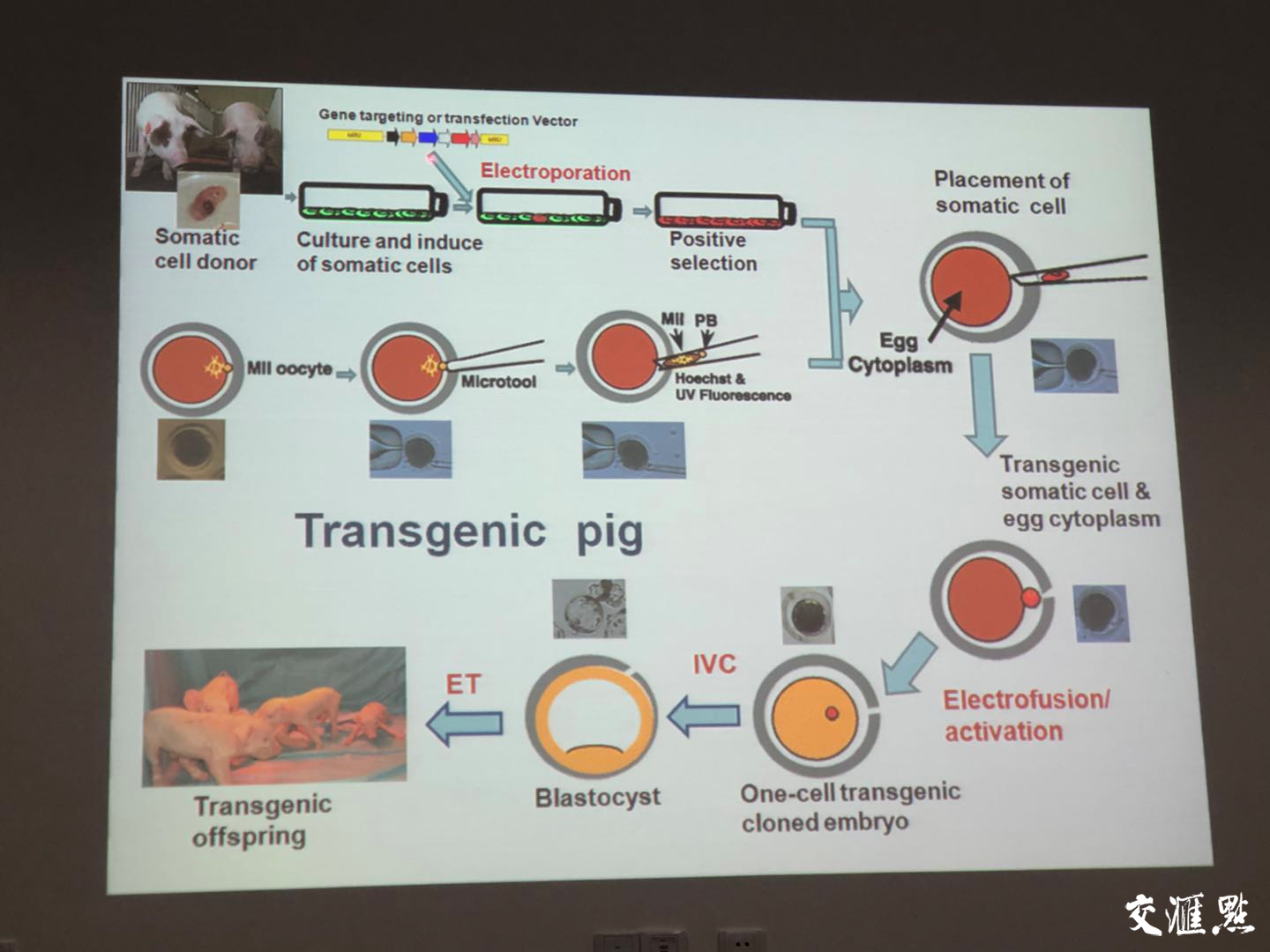 走近异种器官移植,转基因克隆猪的诞生竟然是