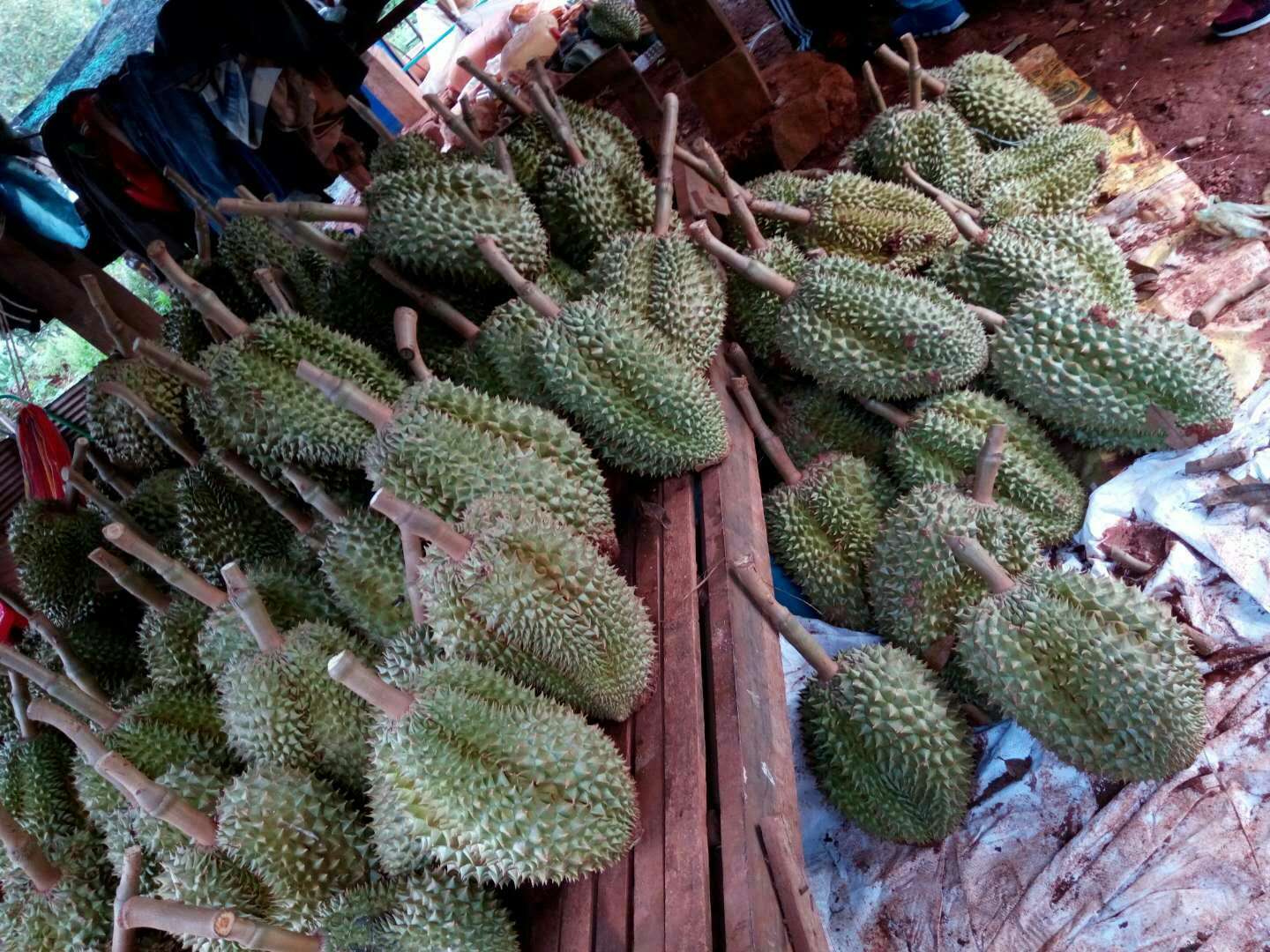 马德望的大米贡布的榴莲 柬埔寨的农产品很诱人