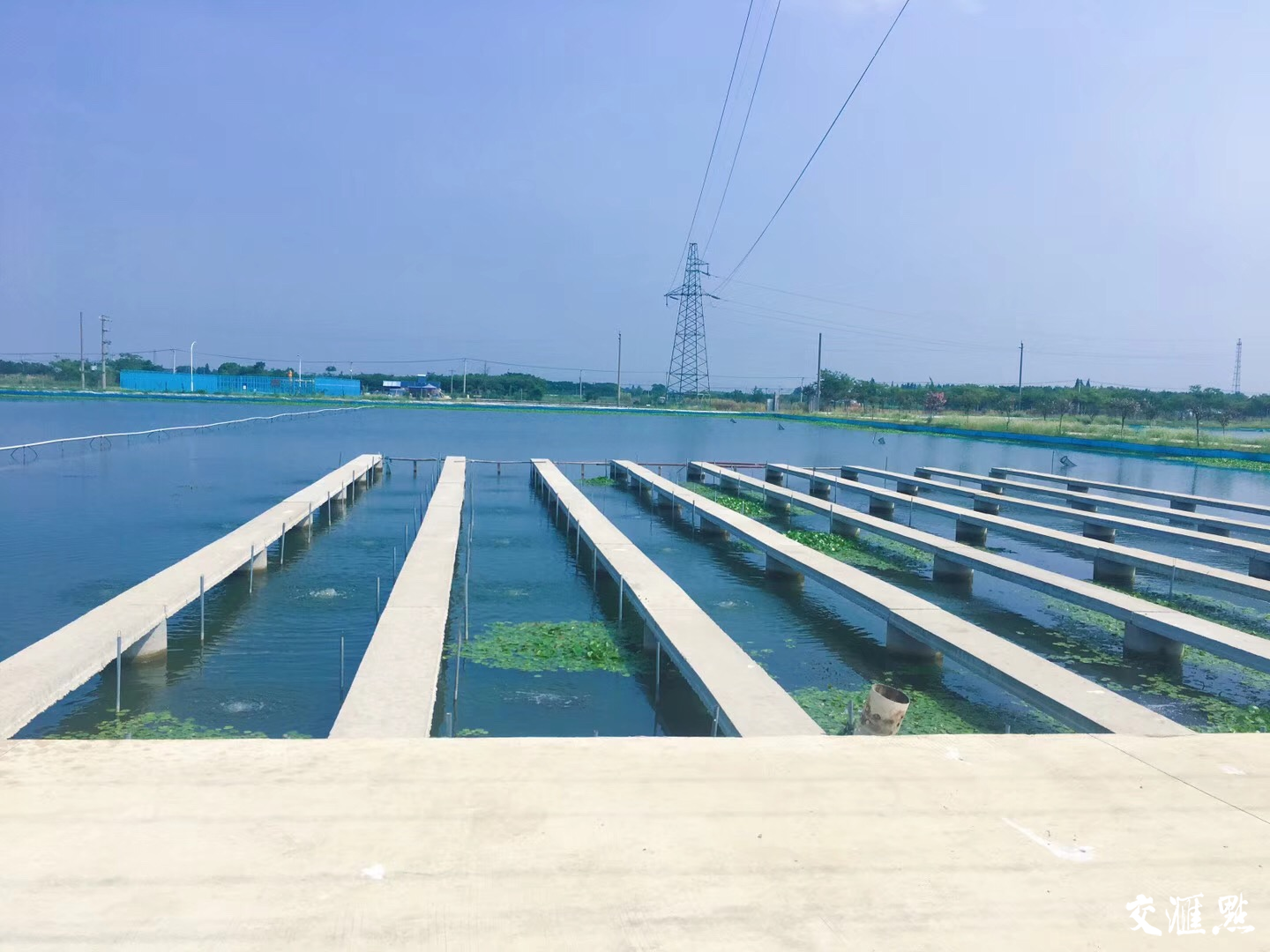 80后理工男辞职承包鱼塘当塘主养虾都跟别人不一样