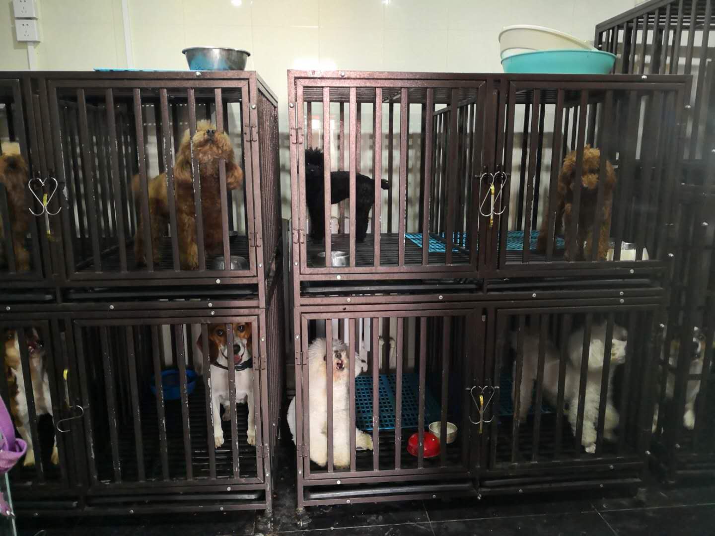2月8日，新京报记者在探访中看到，一家设在居民楼下的宠物店内，圈养着50余条宠物，无一空笼。新京报记者 王飞 摄
