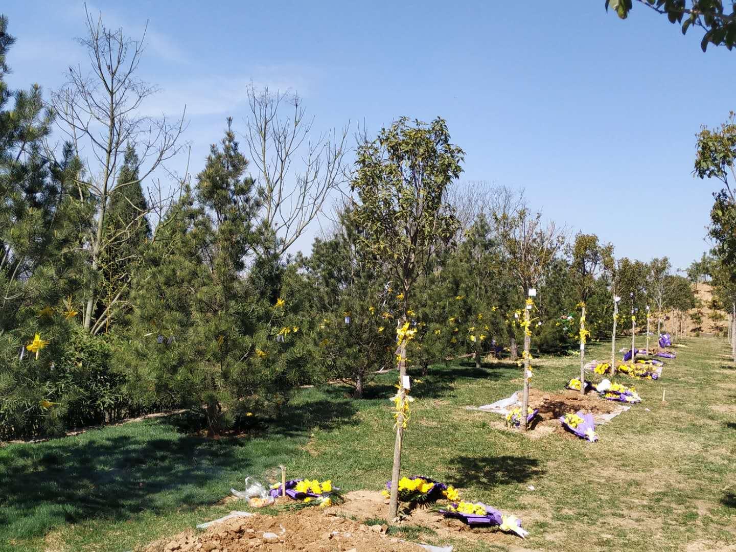 我愿化作一棵树洛阳市举行第四届公益生态树葬活动