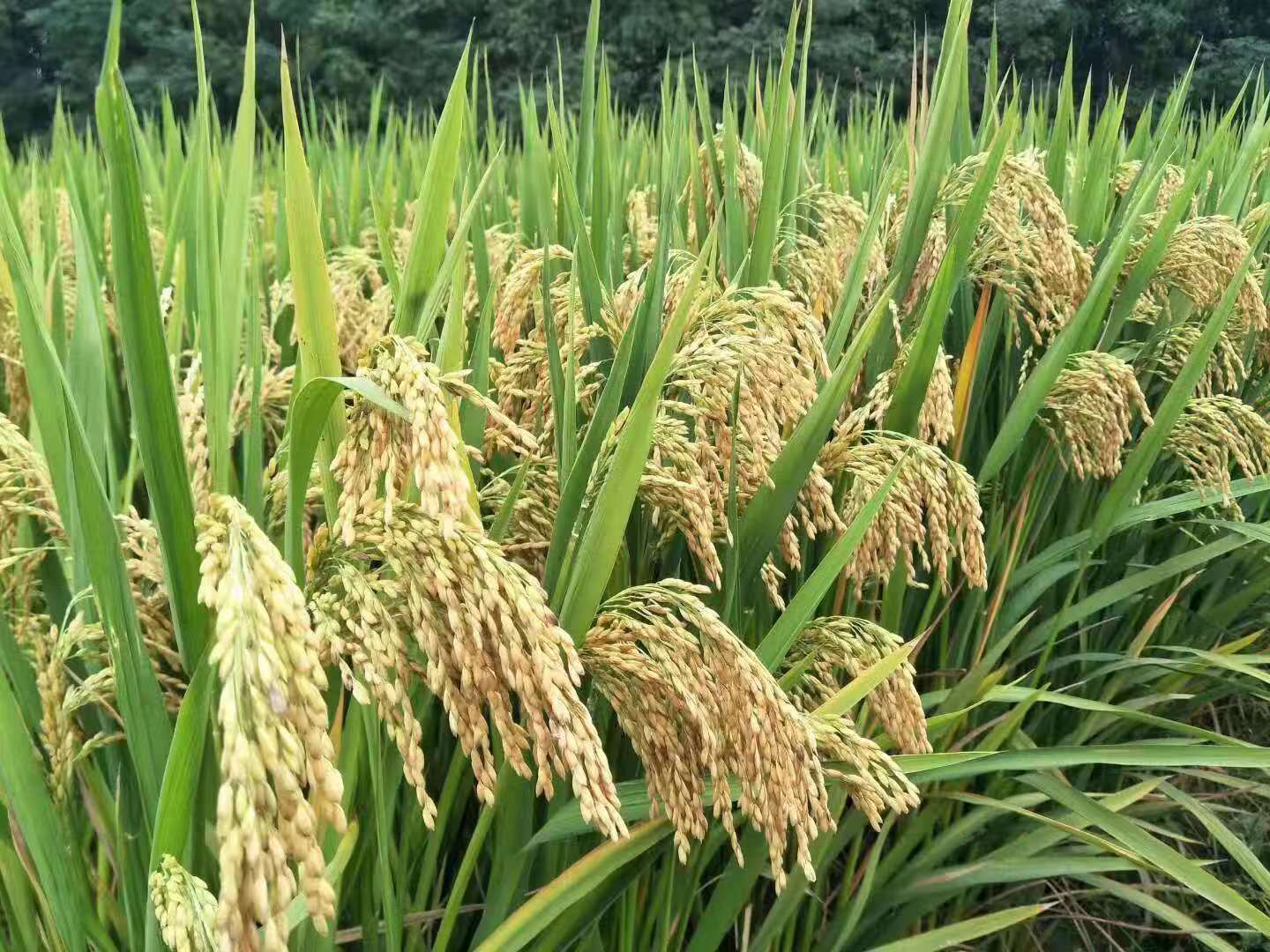 北京大学邓兴旺/何航团队揭示杂交水稻杂种优势位点形成遗传机制 - 生物通