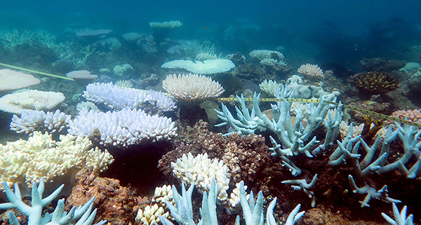 2018年4月19日讯，澳大利亚大堡礁，澳大利亚大堡礁里的珊瑚发生了白化现象。视觉中国 图