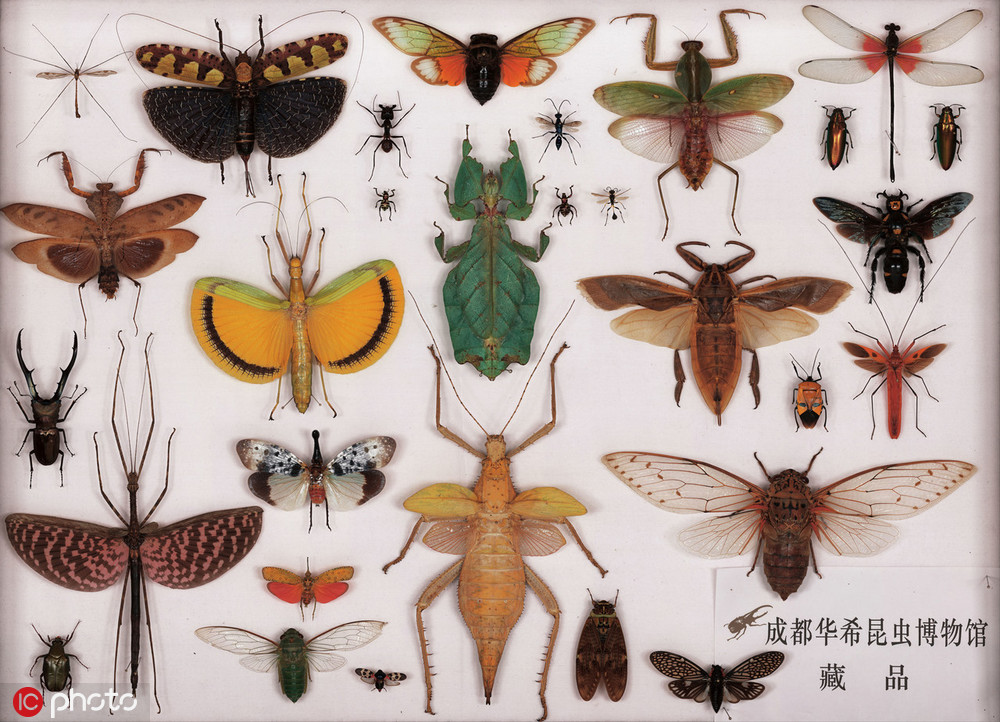 新闻中心世界最高10亿像素昆虫照 展现昆虫身体惊人细节