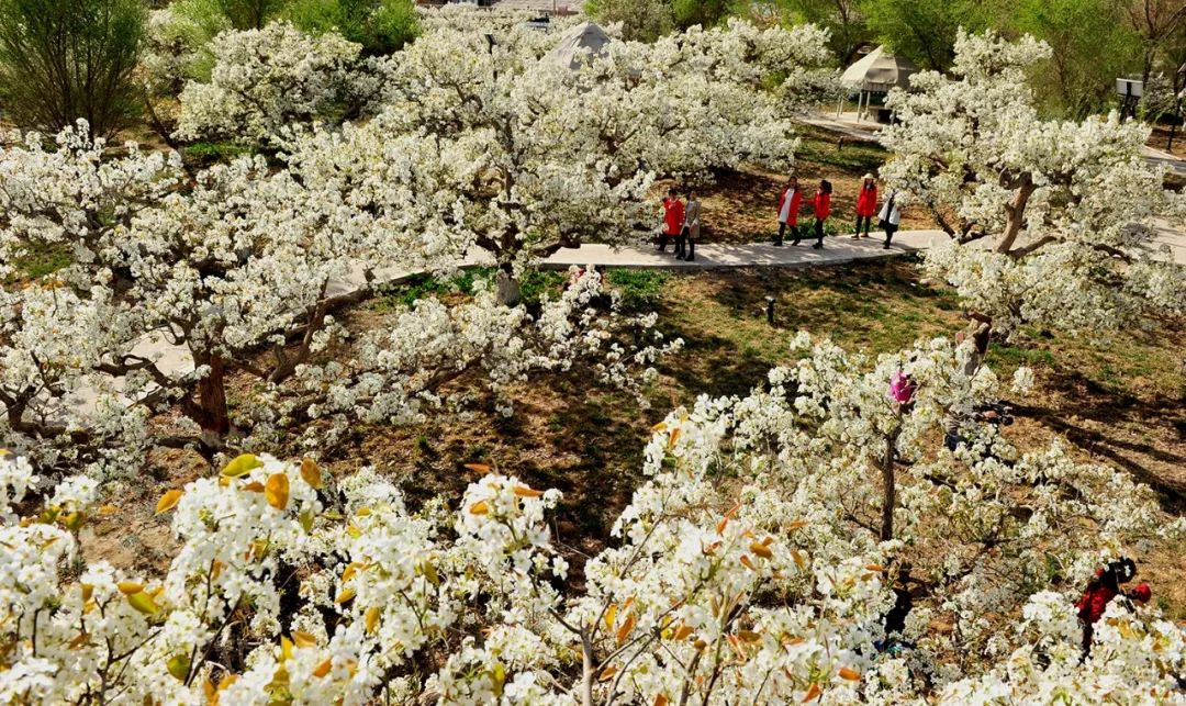 【图文】新疆南部20余万亩梨花"怒放"惹人醉|新疆|梨花|库尔勒香梨