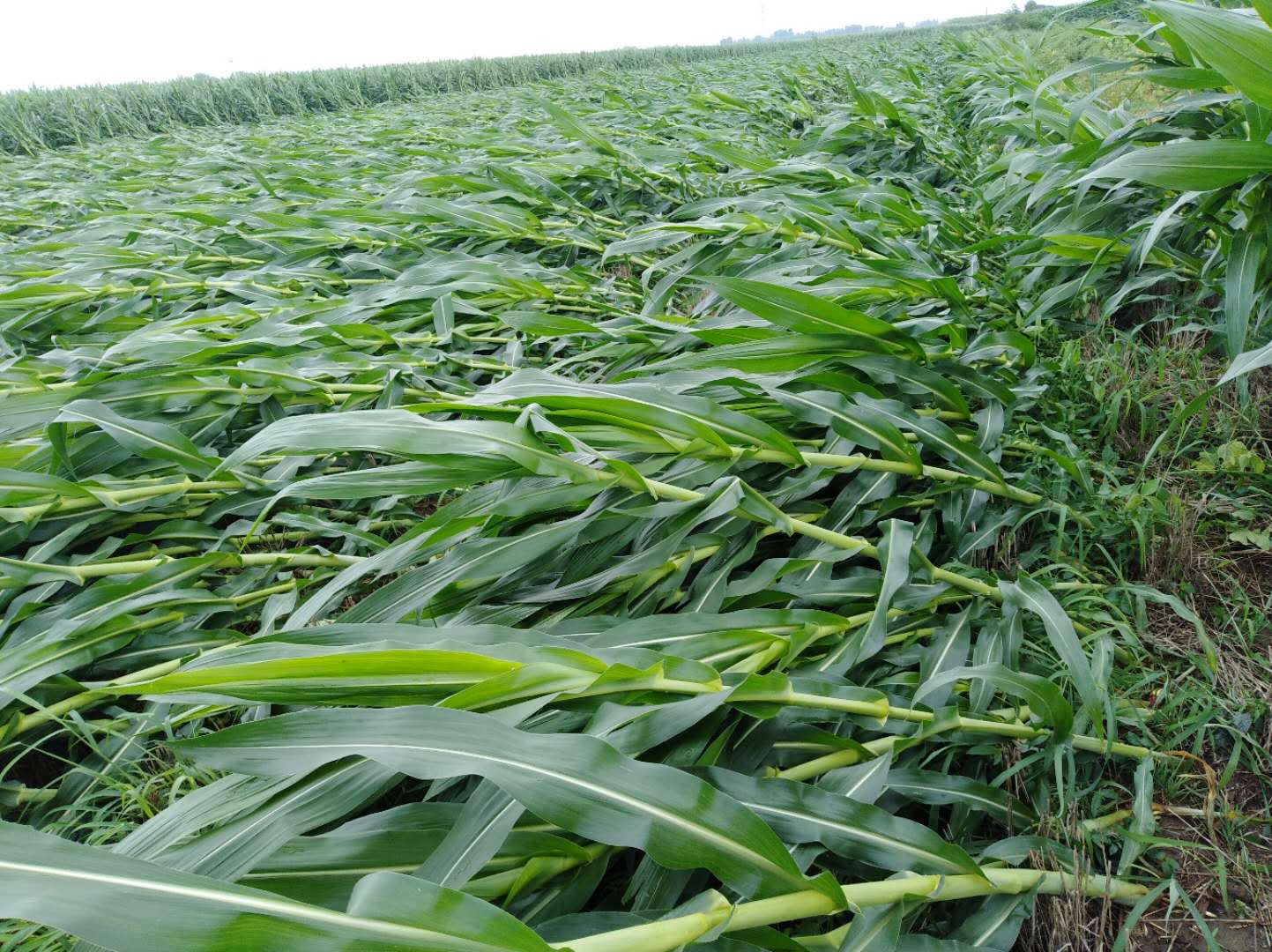 玉米收割机选择指南 倒伏收割机性能解析