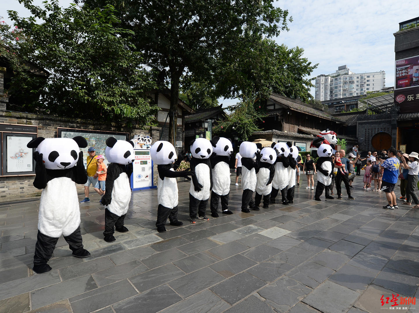 十多只熊猫滚滚撒欢突袭宽窄巷子引市民游客拥抱合影