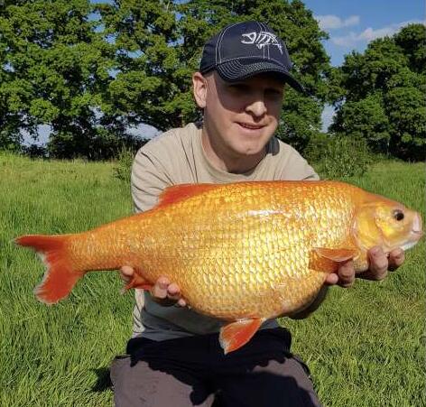 英国男子钓到7.5斤重巨型金鱼 或将打破记录!
