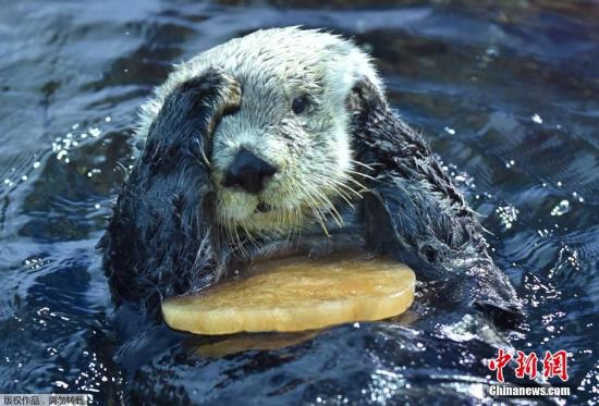  资料图：海獭。