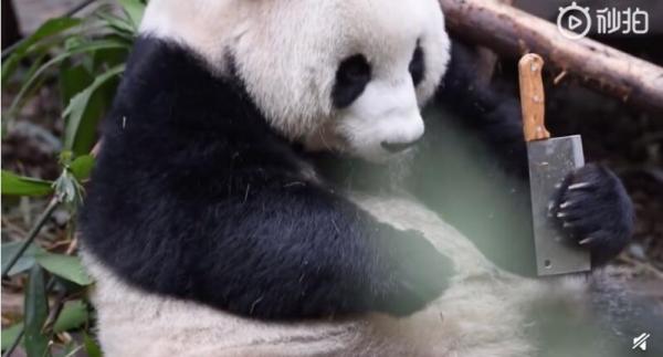 熊猫把玩饲养员遗忘的菜刀,大熊猫繁育研究基