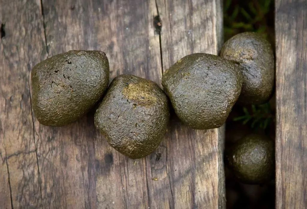 袋熊方便便,是怎么挤出来的?丨搞笑诺奖