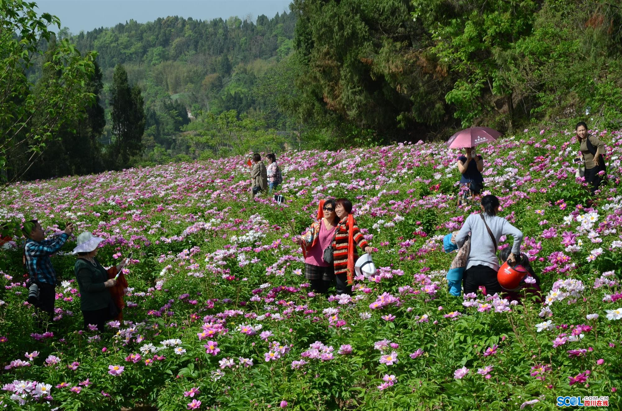 中江近千亩芍药盛开迎客