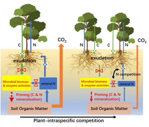沈阳生态所土壤碳氮矿化的根际激发机制研究取得进展