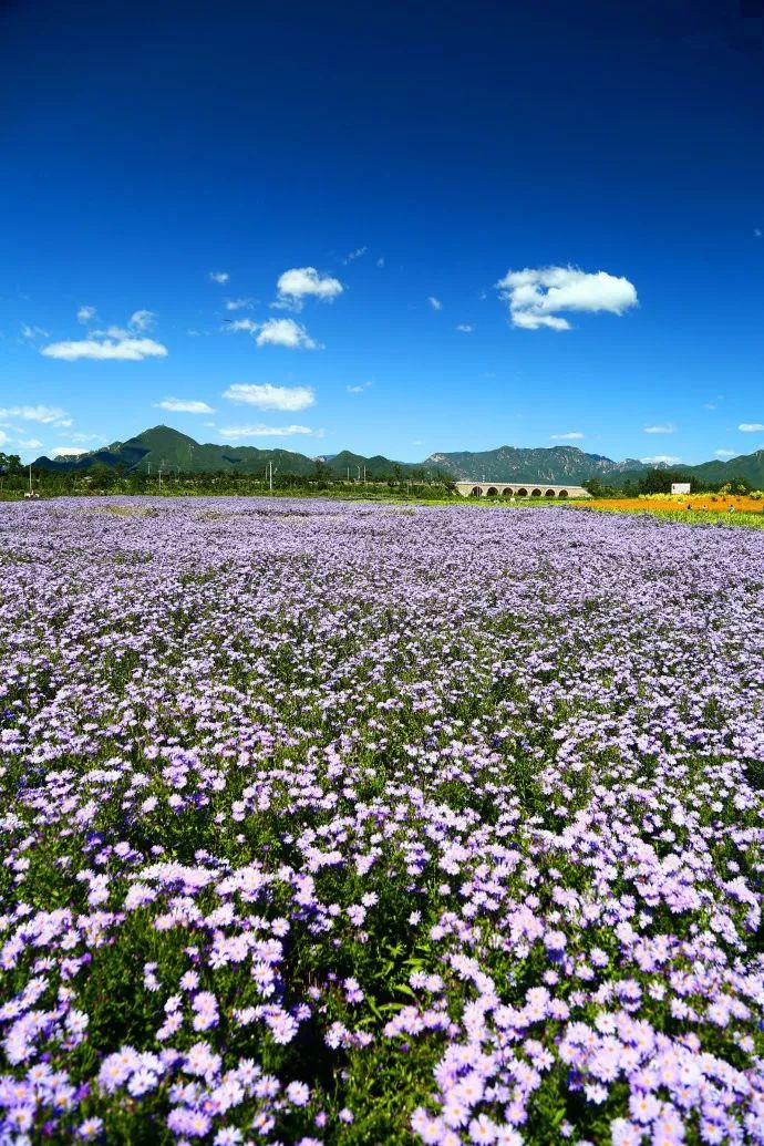 全国都在羡慕北京!这个绝美的千亩花海,分分钟美爆朋友圈