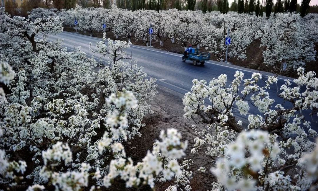 【图文】新疆南部20余万亩梨花"怒放"惹人醉|新疆|梨花|库尔勒香梨