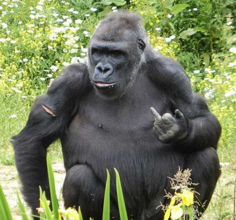 在布里斯托尔动物园大猩猩用粗鲁的手势迎接游客