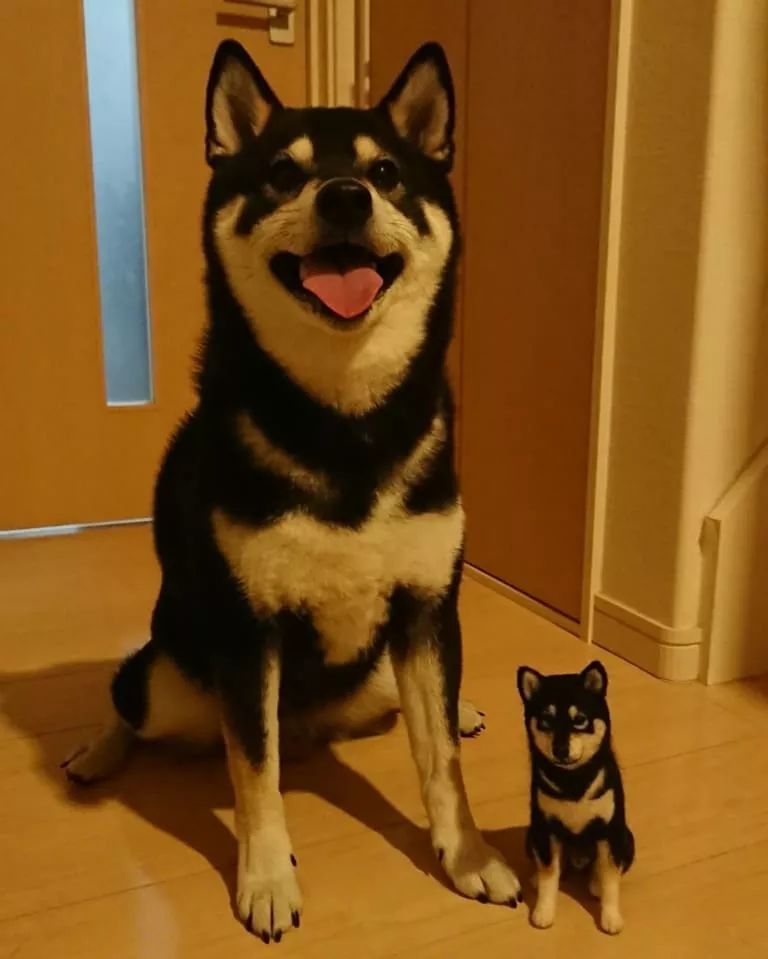 黑柴以为主人有了新宠,悄悄躲在门外,结果是.