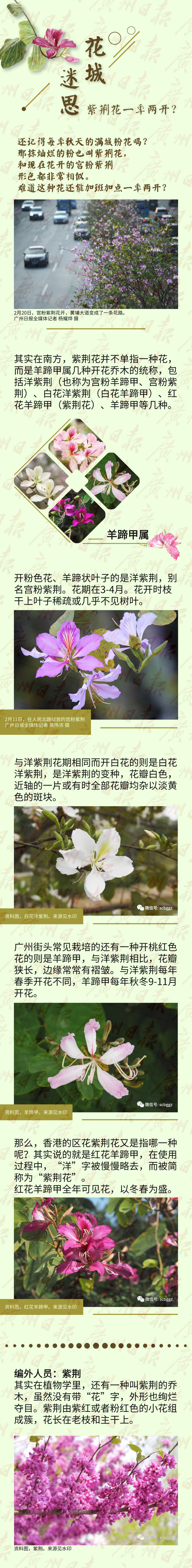 岭南春来早 三月花讯到 来 为你解答花城看花迷思 花讯 花城 迷思 新浪新闻 岭南春来早 三月花讯到 来 为你解答花城看花迷思 花讯 花城 迷思 新浪新闻