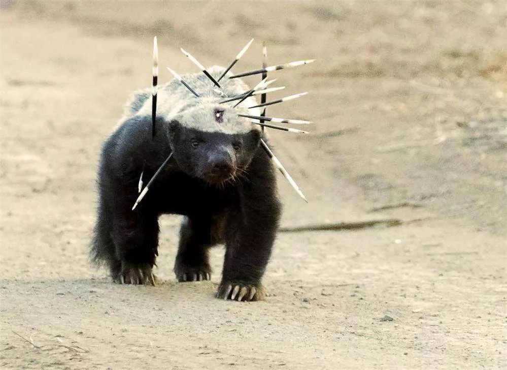 平头什么足成语_成语故事简笔画(5)