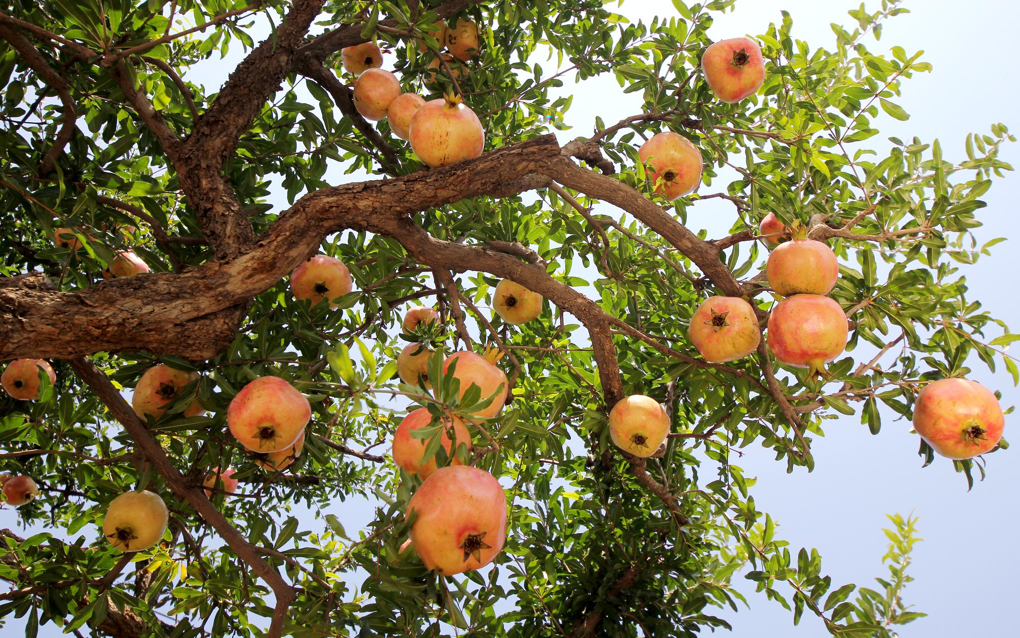 山东枣庄:石榴丰收迎佳节|石榴园|峄城|枣庄市_新浪新闻