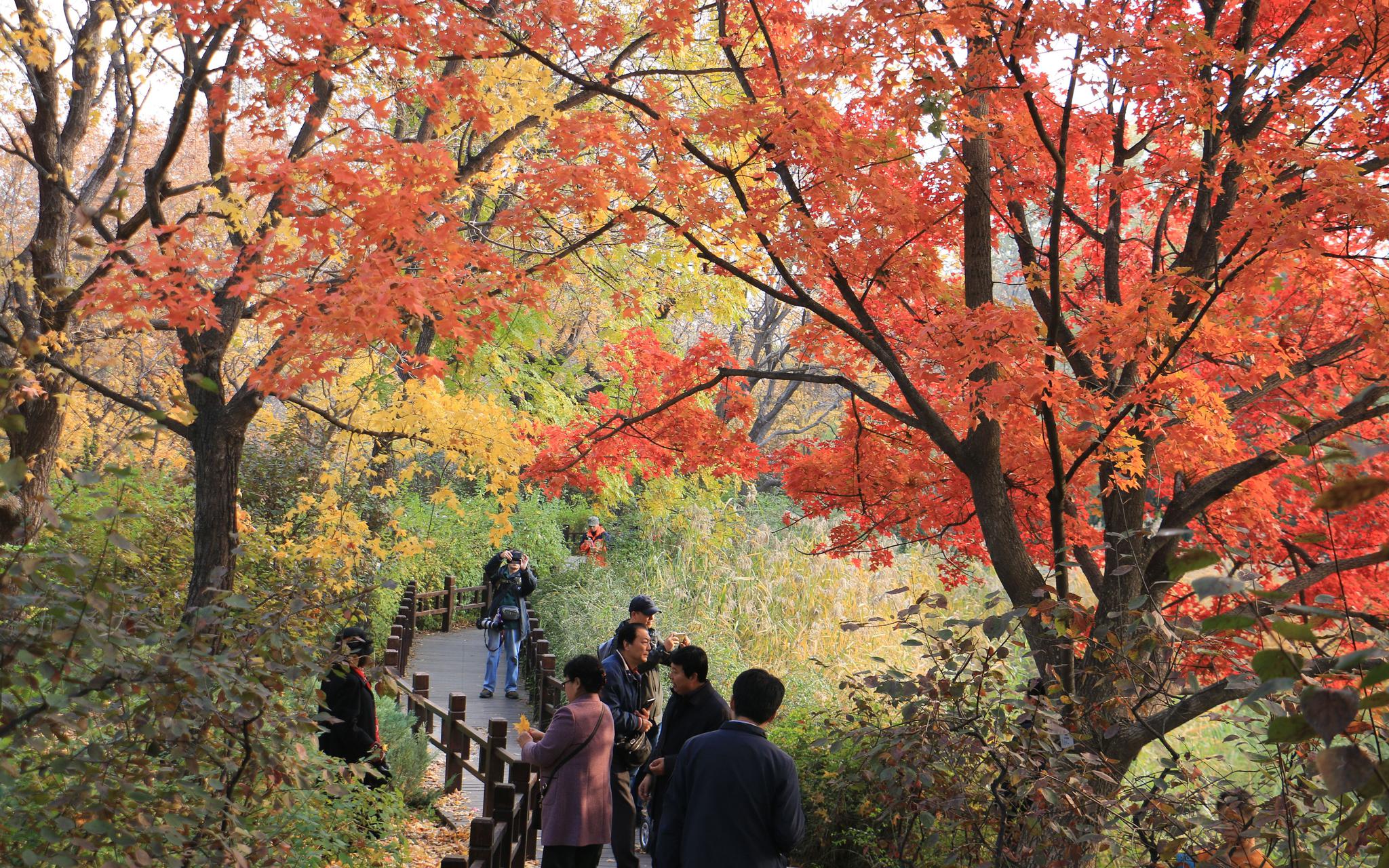北京乡土树种"丽红"元宝枫红了,本周起在市属公园可赏