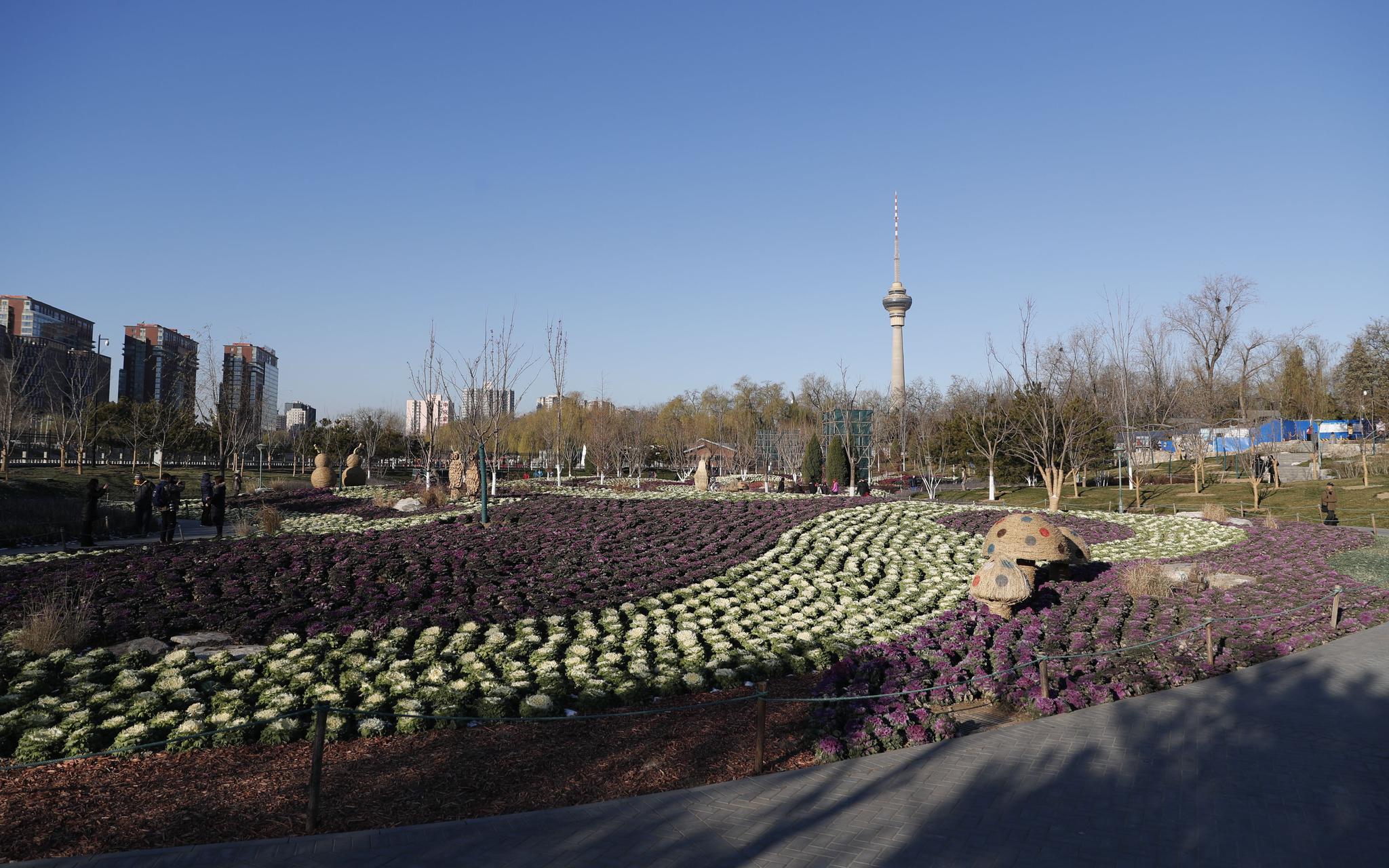 玉渊潭公园3万余株羽衣甘蓝开启冬季户外赏花模式