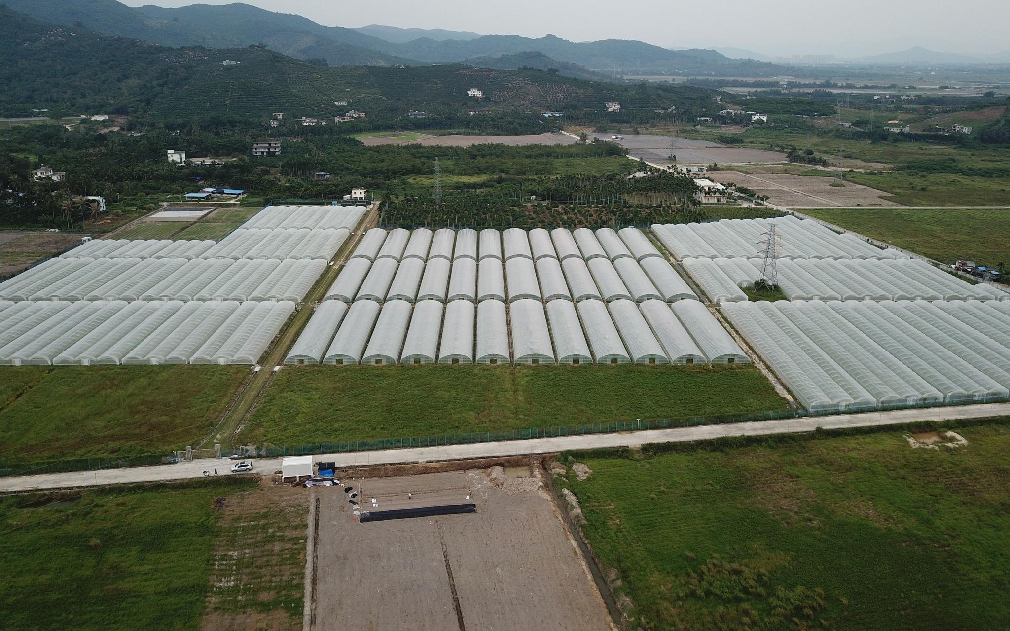 确保疫情期间南繁育种蔬菜专家每日高温工作10小时