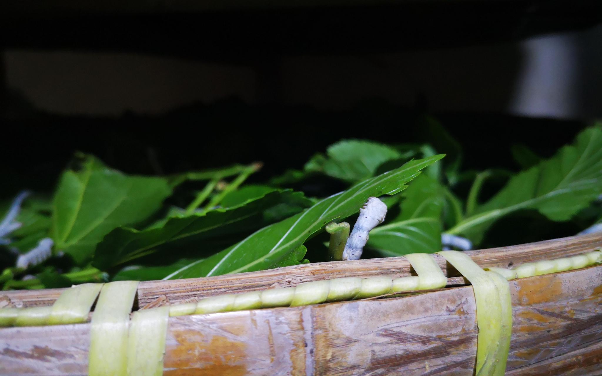 小满节气蚕宝宝成年浙江桐乡蚕农望蚕讯