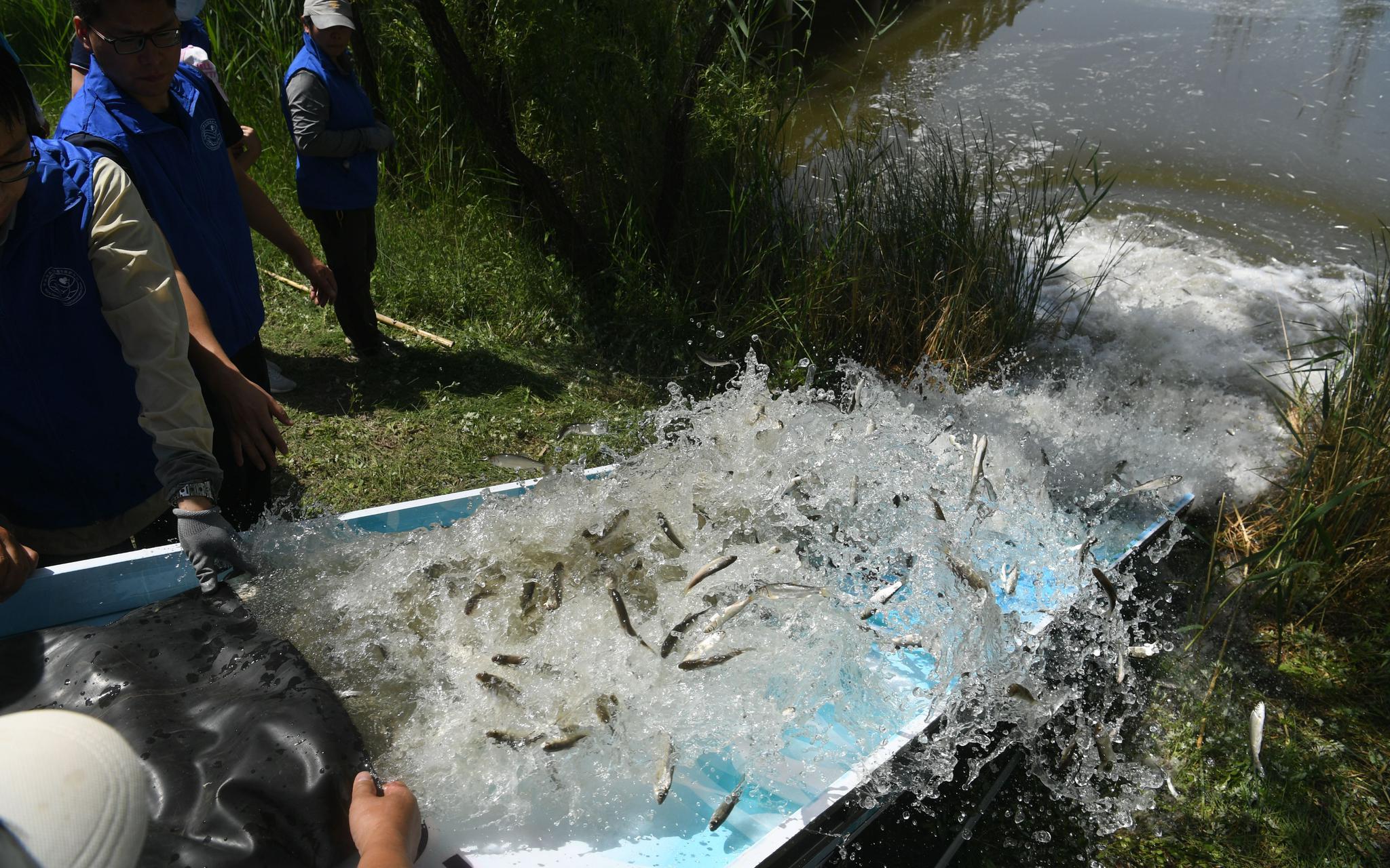 全国放鱼日 北京6万尾珍稀鱼苗同步放流