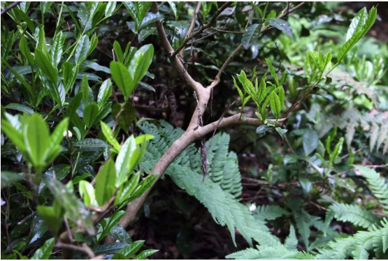 半亩秋山品牌创始人陈晨女士赴黄山地区考察养生野茶