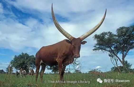 瓦图西牛长有壮美巨角的动物