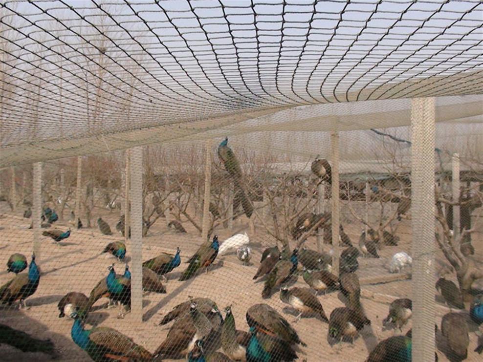 珠宝店老板回乡养殖孔雀,带动村民一同致富