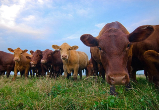 为促成美欧零关税欧盟愿吃更多美国牛肉