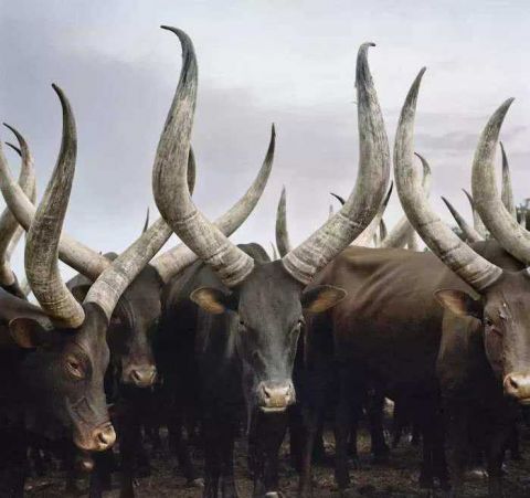 非洲犄角最长的牛两米多长堪比象牙族长持枪保护