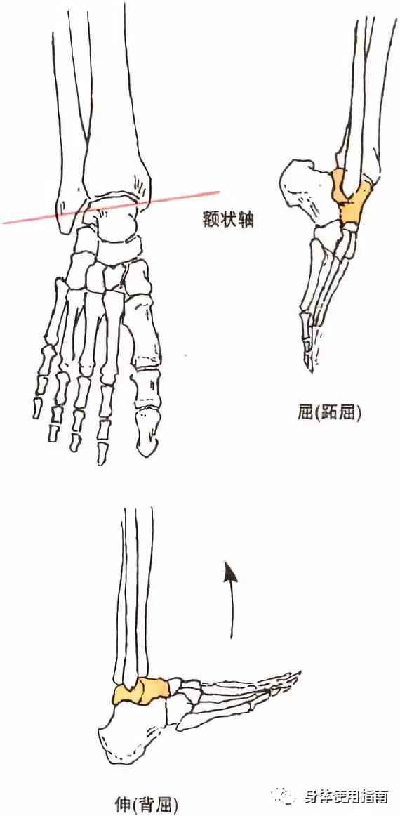 肌肉腿呀萝卜腿捶捶就又是一条好腿