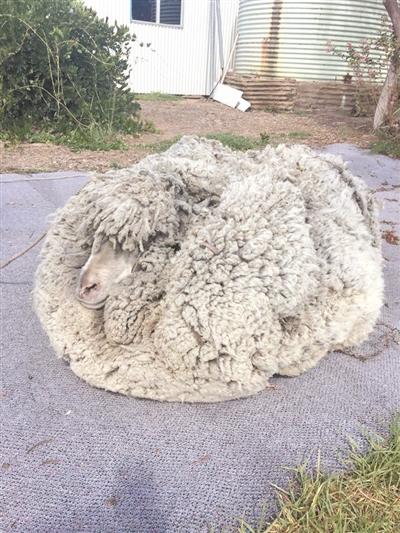 澳一只绵羊剪下30公斤羊毛 有33厘米长